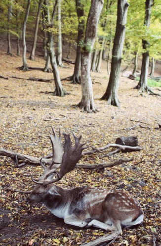 The fallow deer in the forest